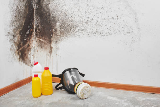Best Same-Day Mold Removal  in Montz, LA