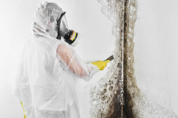 Best Mold Removal and Inspection  in Montz, LA