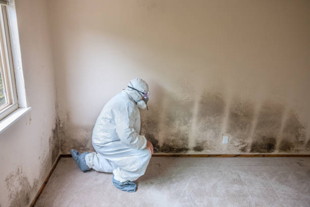 Best Residential Mold Removal  in Montz, LA