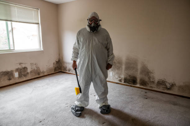 Best Residential Mold Removal  in Montz, LA
