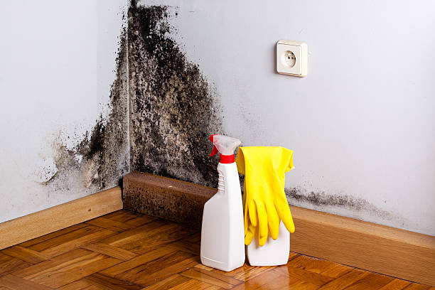 Best Black Mold Removal  in Montz, LA