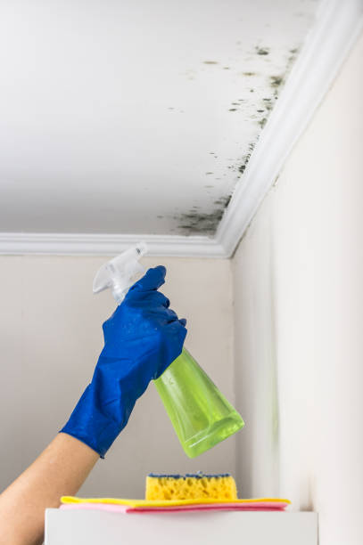 Best Same-Day Mold Removal  in Montz, LA